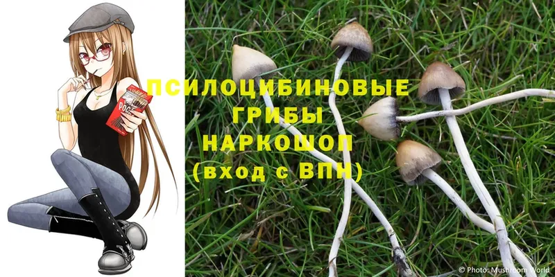 цена   Котельники  Галлюциногенные грибы Cubensis 